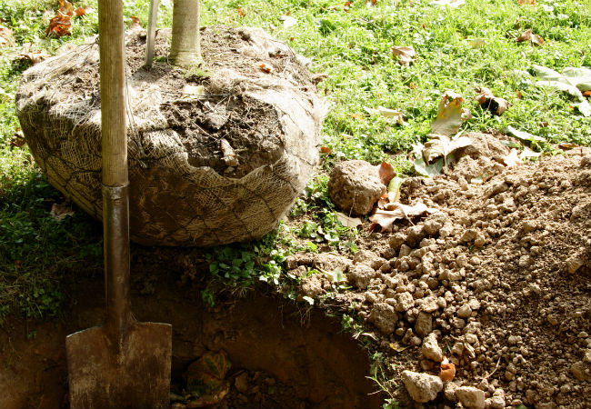 The Best Time to Plant a Tree, Solved