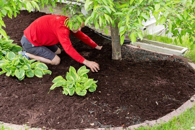 The Best Mulch