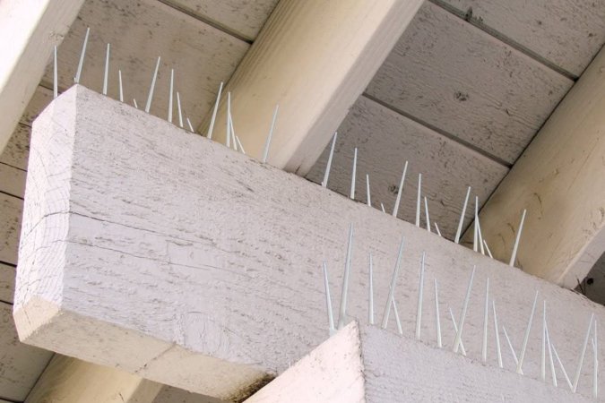 The Best Bird Deterrent Options