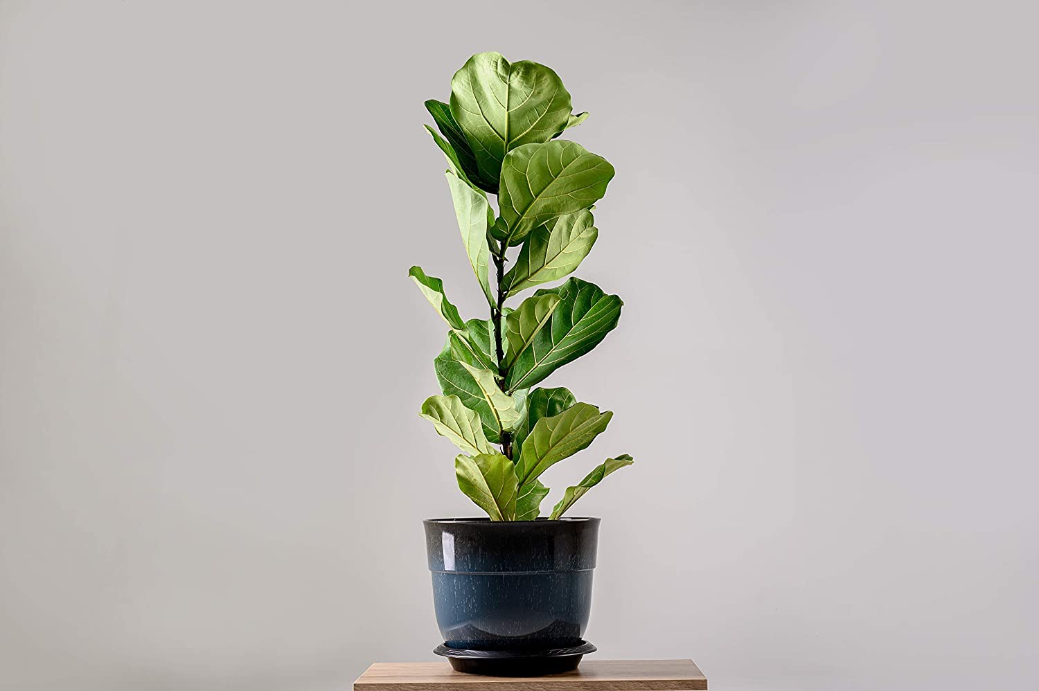 Best Soil For Fiddle Leaf Fig Options