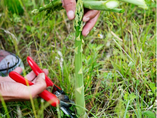 how to grow asparagus