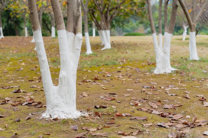 Trunks of many trees in an open field all painted white.