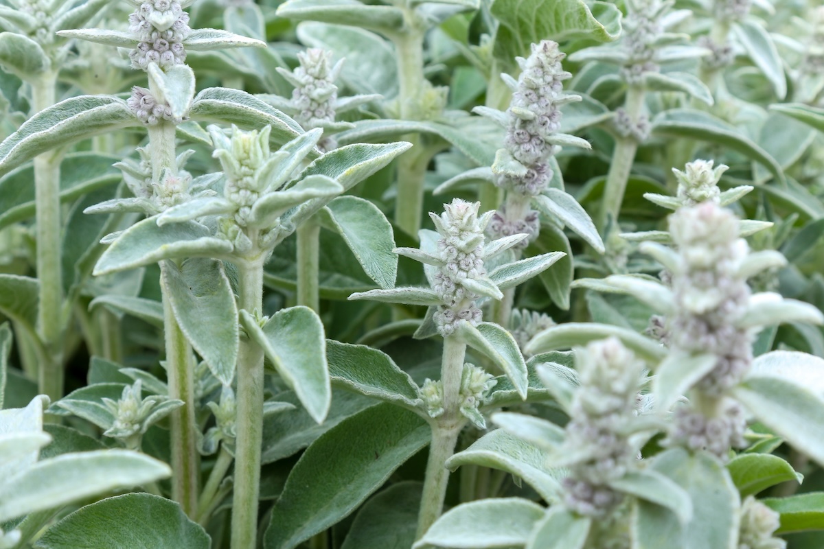 A close up of several Lamb's Ear (Stachys byzantina) plants growing in a garden.