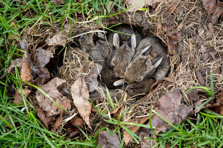Baby rabbits in a nest in the grass.
