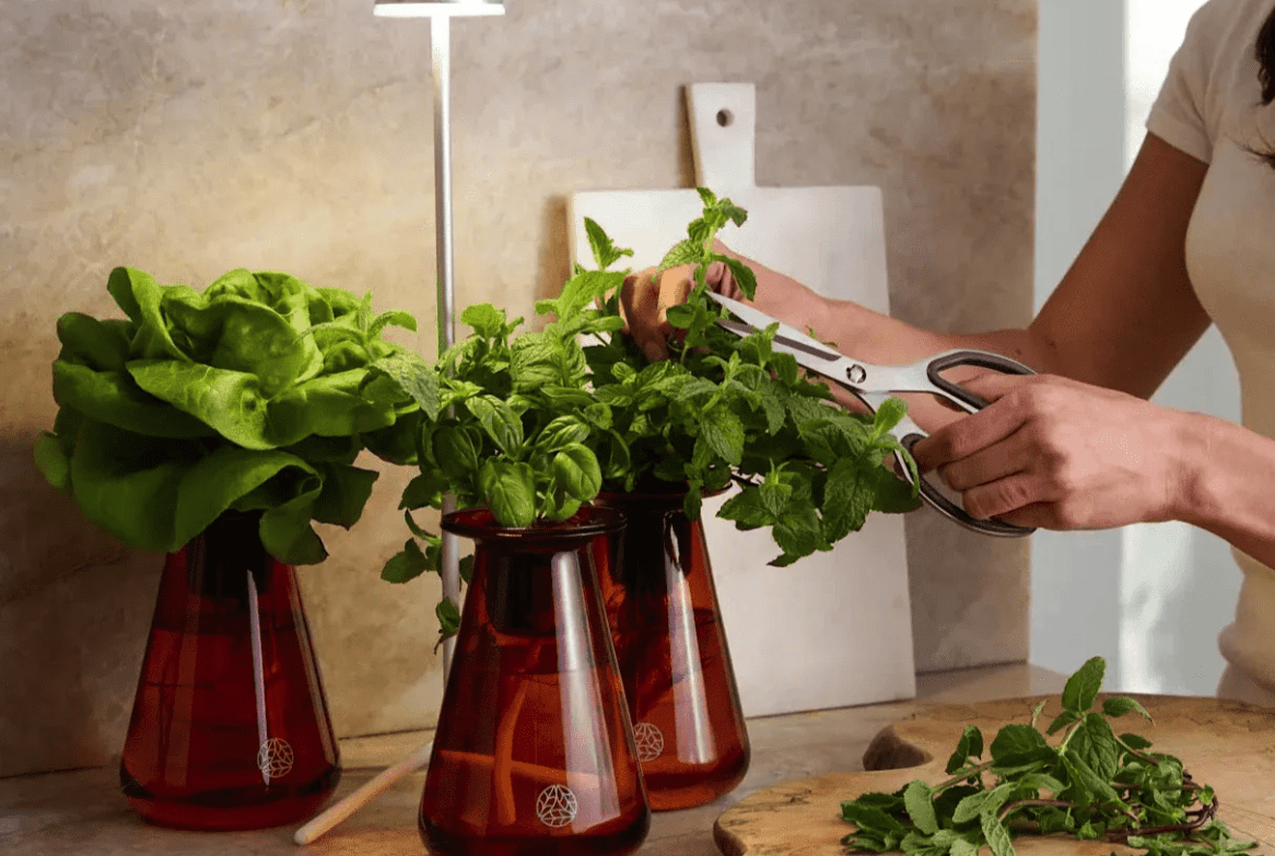 A person pruning herbs from the lettuce grow counterstand
