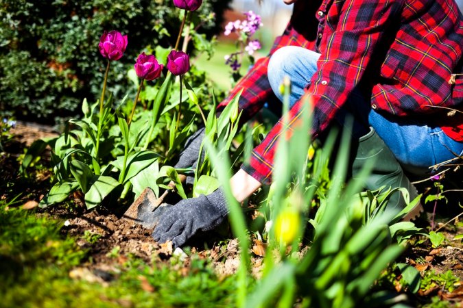 A gardener digging up perennial plants to divide them into more plants.