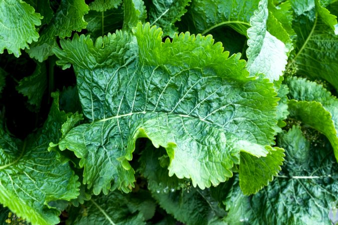 The leaves of several horseradish plants.