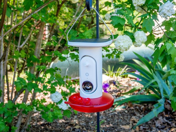 Bird Buddy Hummingbird Feeder Pro hanged on a tree in nature